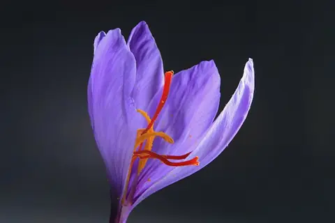 گل زعفران