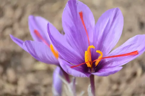 زعفران دسته (دختر پیچ)